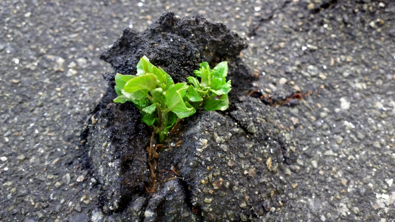 Plante résiliente